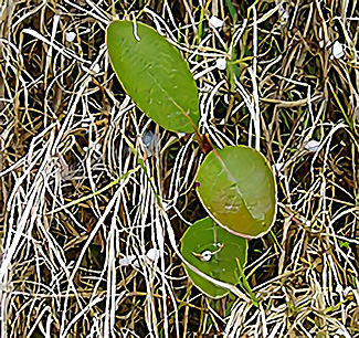 巣播きによるシャリンバイ