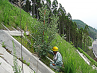 アキグミ（先駆樹種）播種