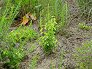 ウダイカンバ（先駆樹種）