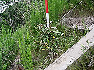 ナワシログミ（遷移樹種）