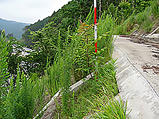 ヌルデ（先駆樹種）