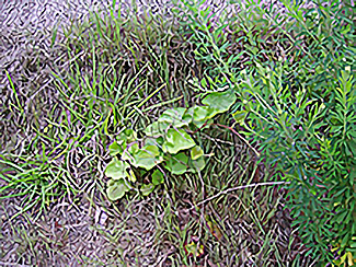 フユイチゴ(林床植物)破砕材に混入