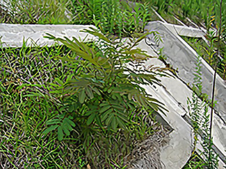 ネムノキ（先駆樹種）