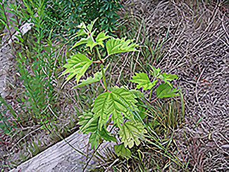 カラムシ（湿地性草本）