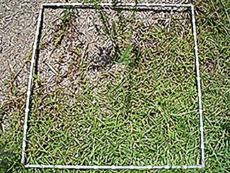 1段目草原型　センチピートグラス